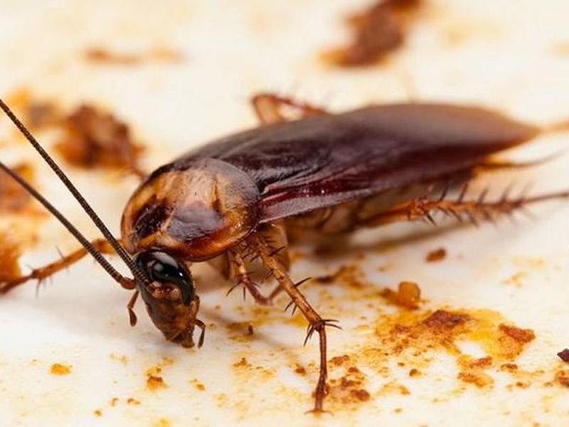 Diệt gián uy tín Bình Thuận